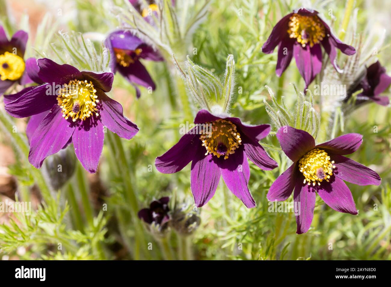 Fleurs rouge-pourpre, riche de l'éternel printemps, pasque flower blooming, Pulsatilla vulgaris 'hybrides' Heiler Banque D'Images