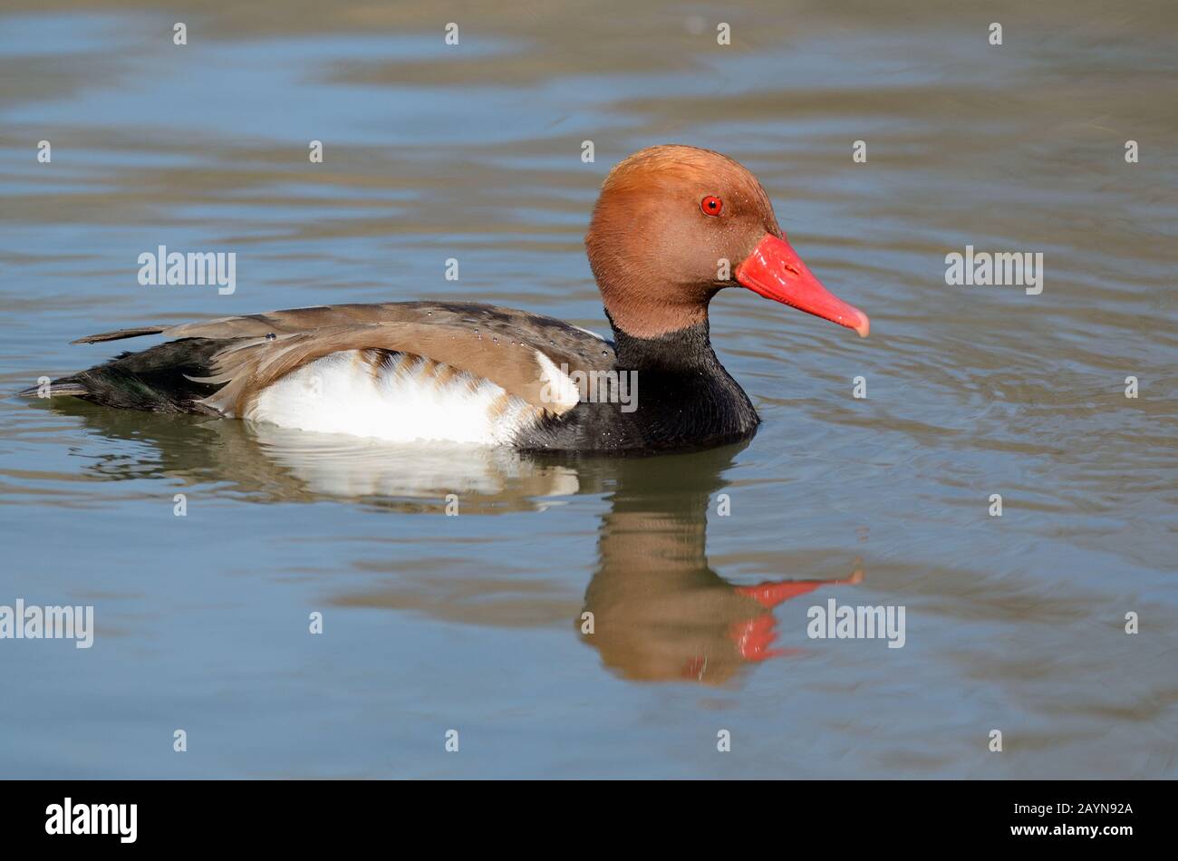 Pochard Mâle Rouge-Crété, Netta Rufina, Canard De Plongée, Sur Le Lac Vaccaraès Camargue Provence France Banque D'Images