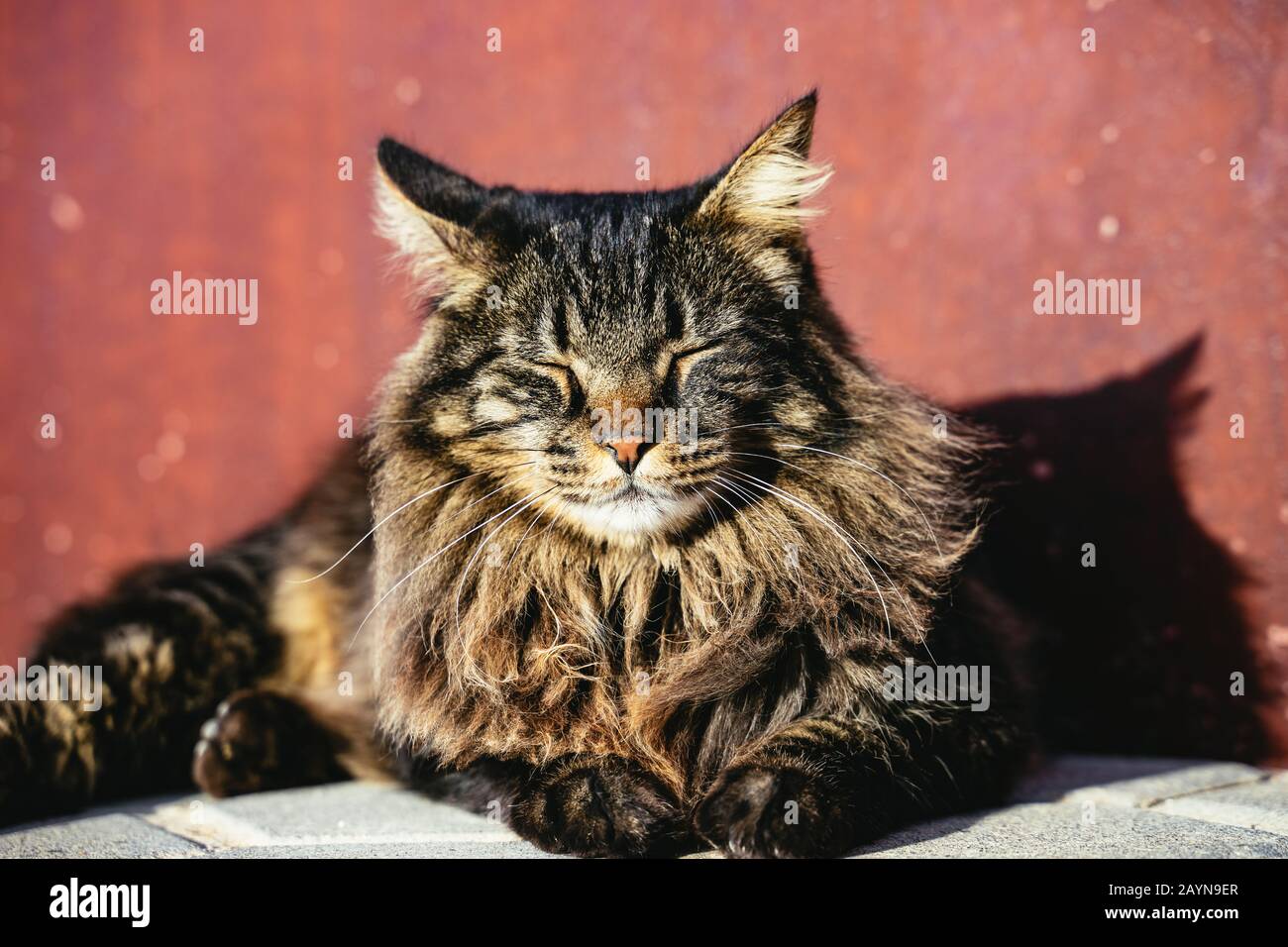 Calme Long Habit Tabby Chat Se Relaxant Au Soleil Photo Stock Alamy
