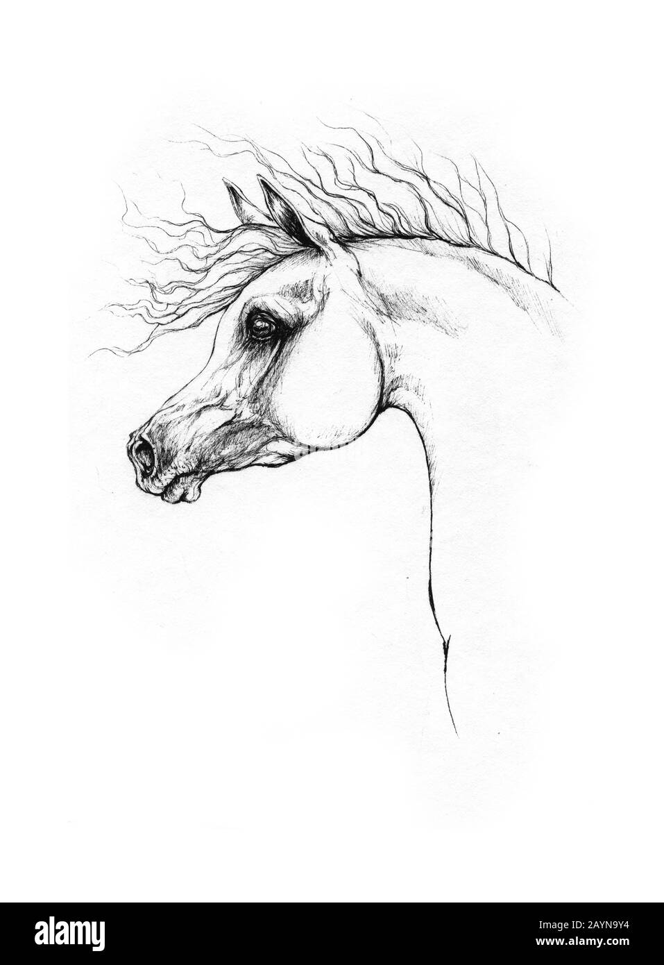 dessin de cheval Banque D'Images