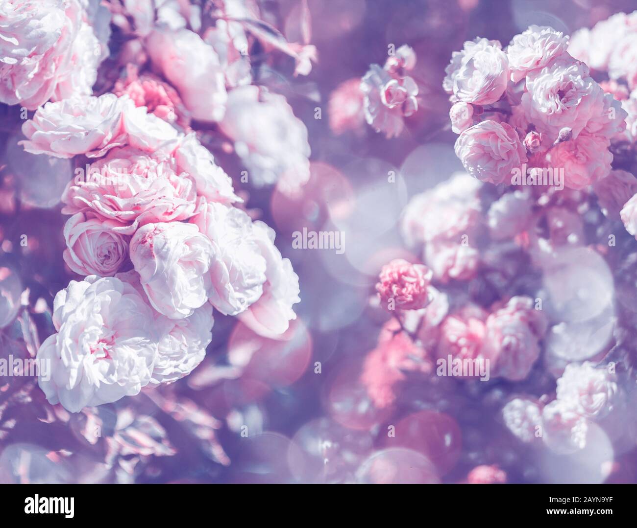 Roses légères en fleurs. Effet bokeh. Ambiance festive. Félicitations. Carte Postale. Banque D'Images