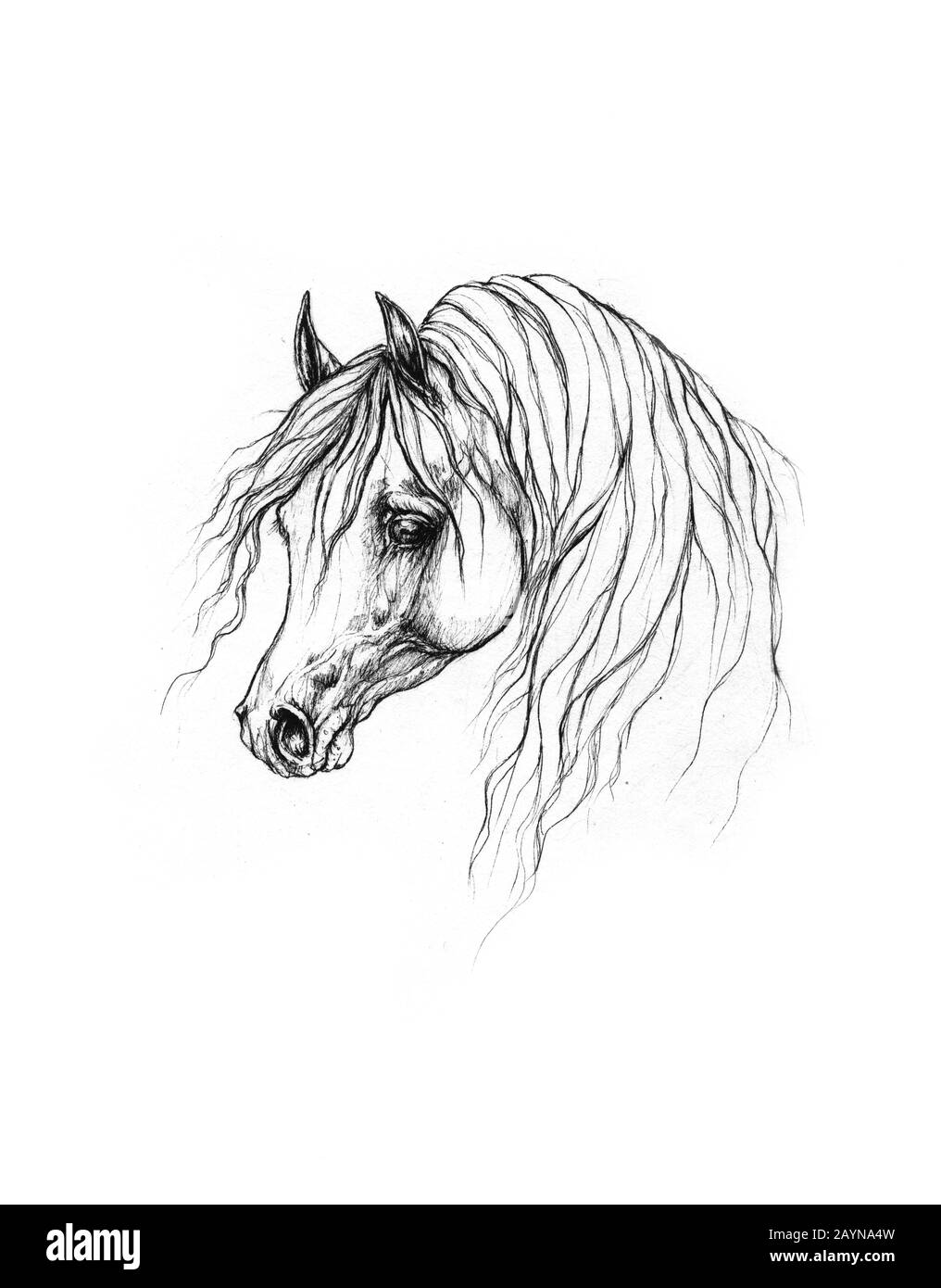 Dessin Cheval Realiste Noir Et Blanc Cheval dessin Banque d'images noir et blanc - Page 2 - Alamy