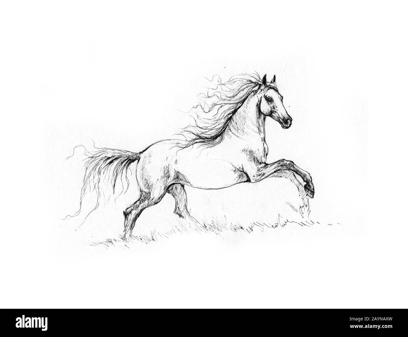 dessin de cheval Banque D'Images
