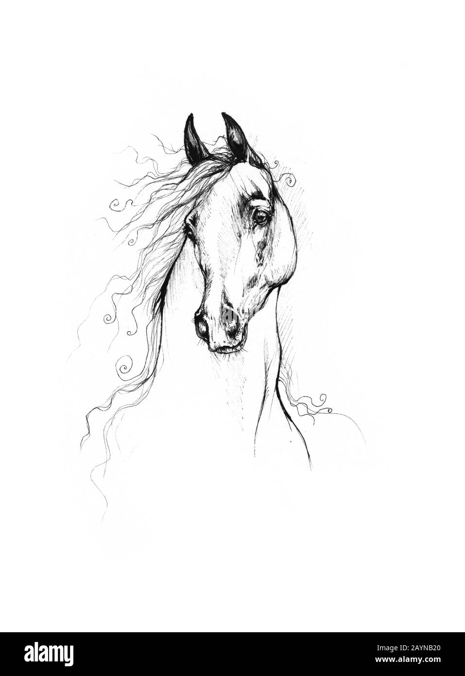 dessin de cheval Banque D'Images