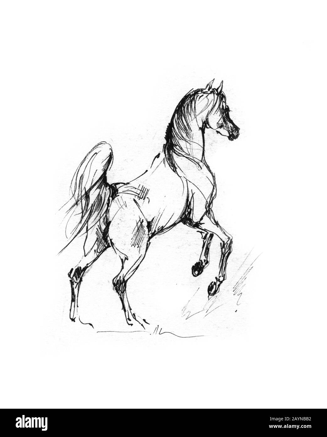 dessin de cheval Banque D'Images