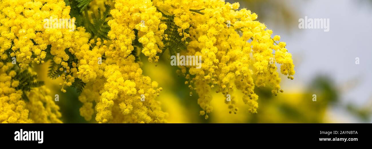 Mimosa jaune au printemps, fleurs fleuries Banque D'Images