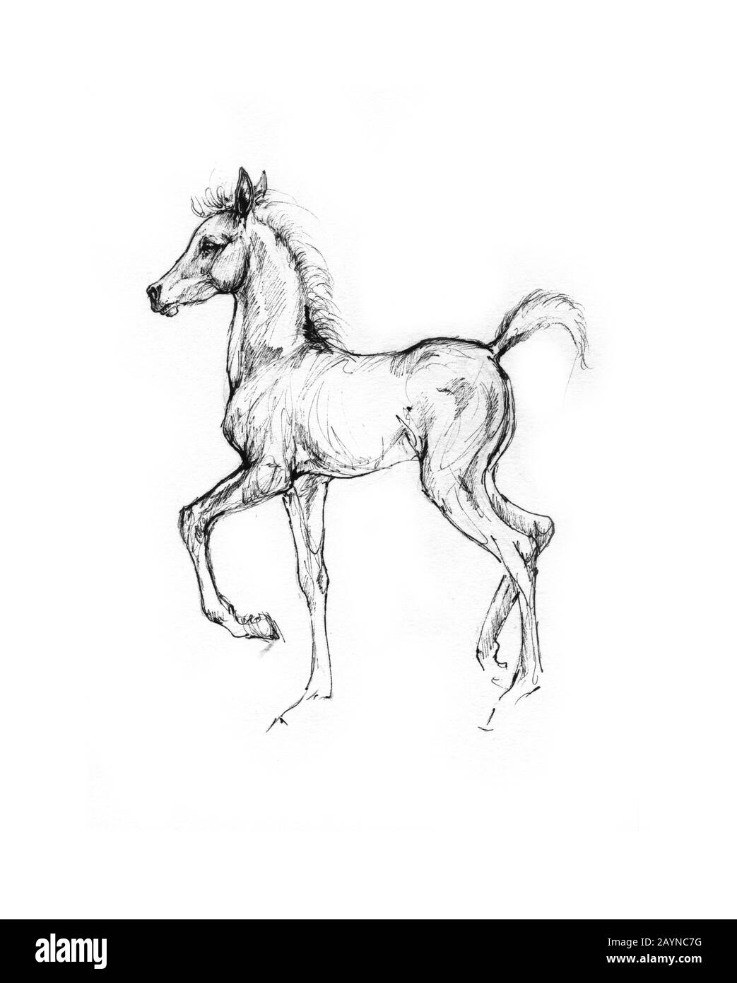 dessin de cheval Banque D'Images