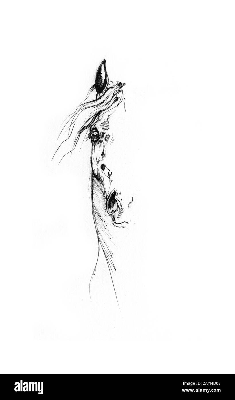 dessin de cheval Banque D'Images