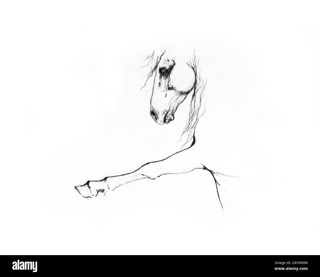 dessin de cheval Banque D'Images