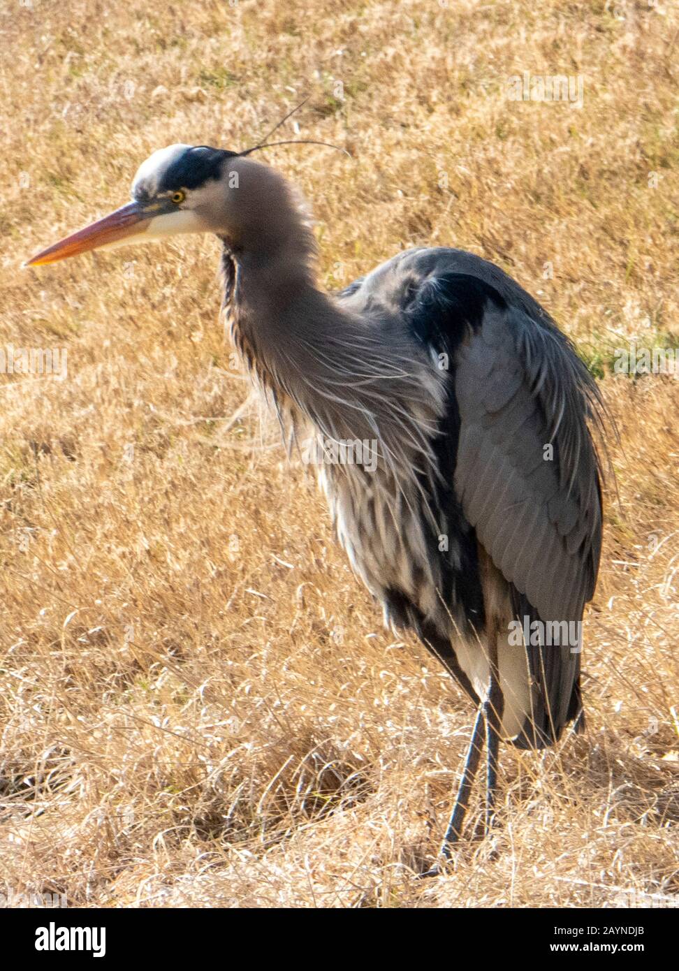 Au bord de la rivière Banque D'Images