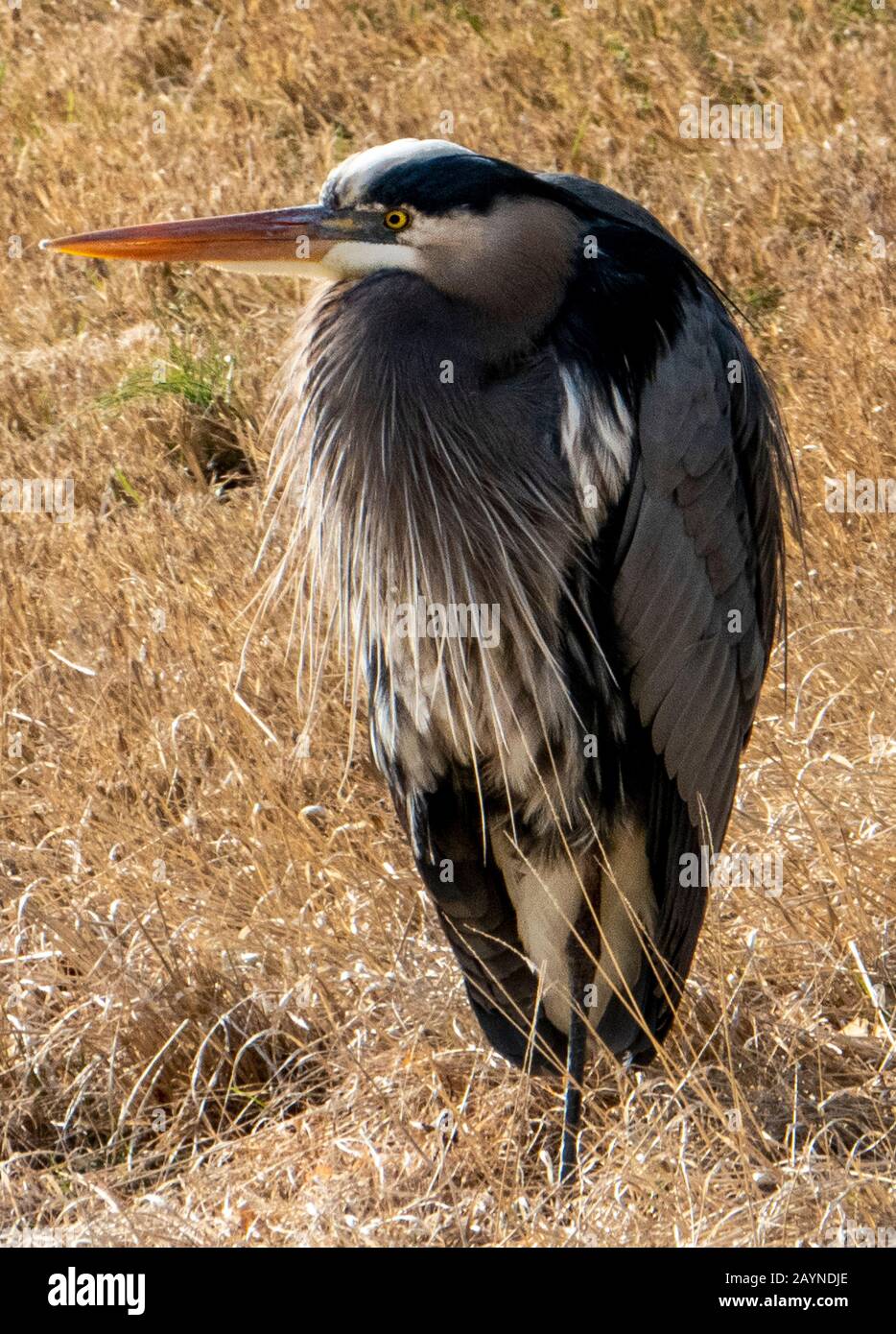 Oiseau bleu Banque D'Images