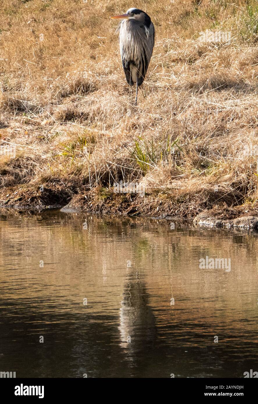Sur la rive Banque D'Images