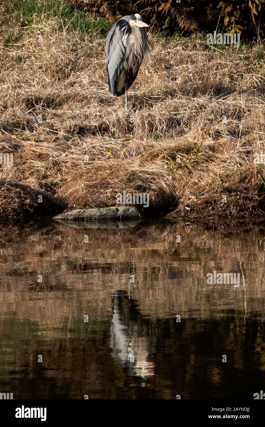 Reflété Banque D'Images