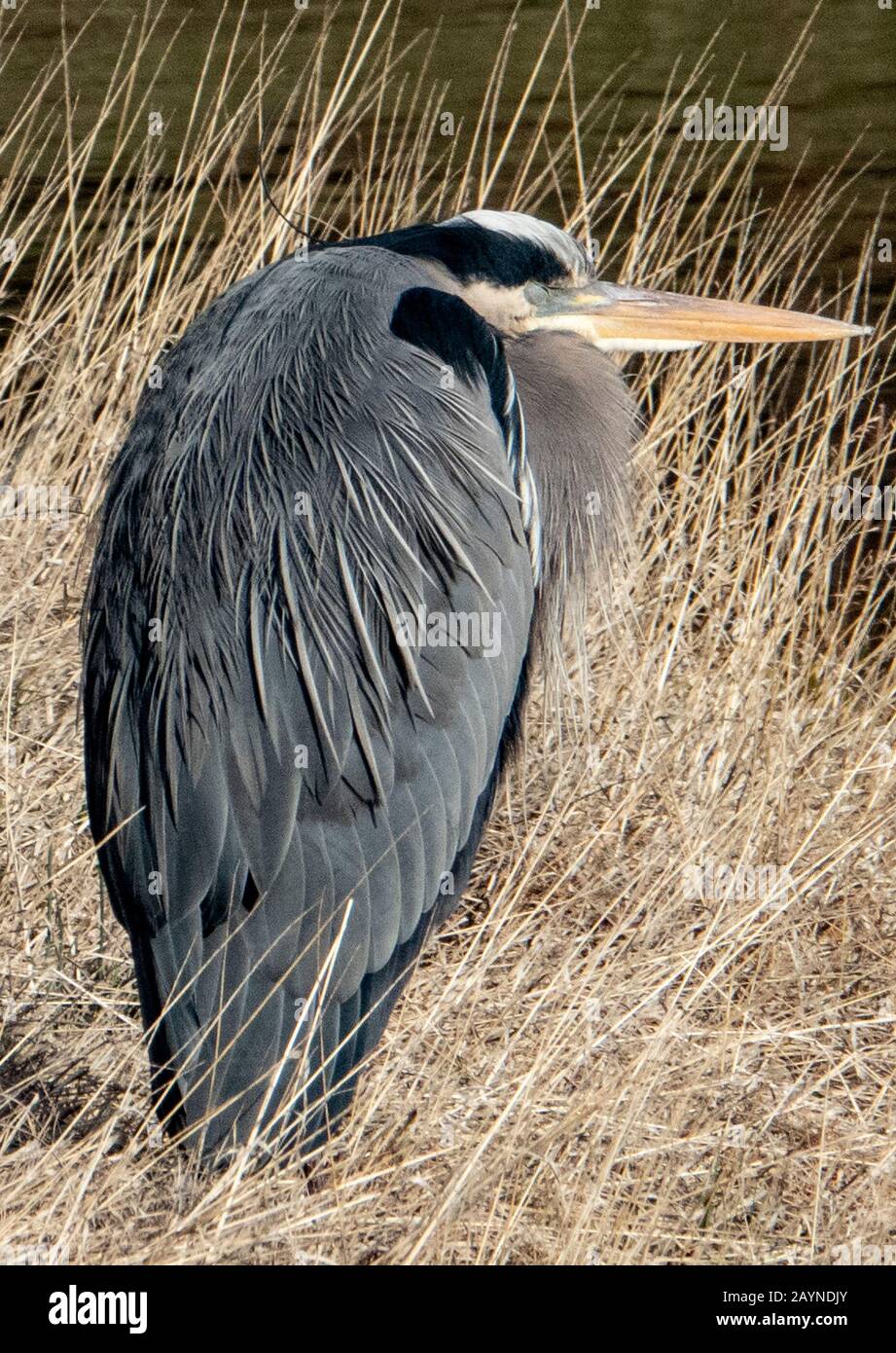 Gros oiseau Banque D'Images