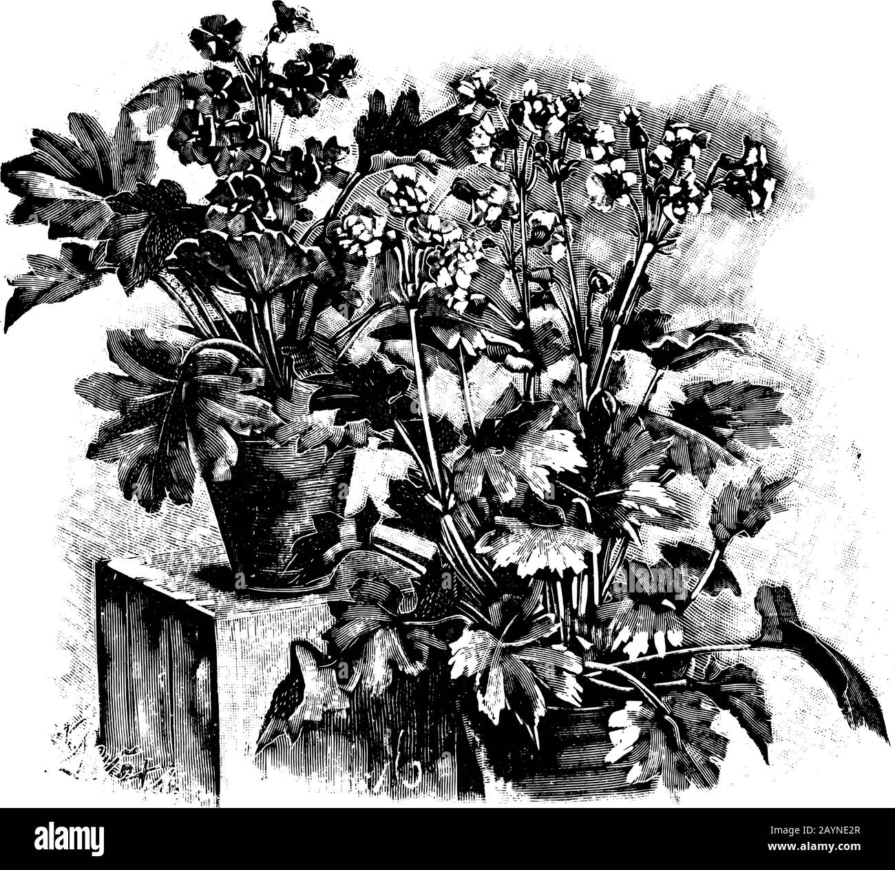 Illustration vectorielle d'art vintage ancien, gravure ou dessin de plusieurs plantes primula sinensis fleuries ou fleuries en pots. Illustration de Vecteur