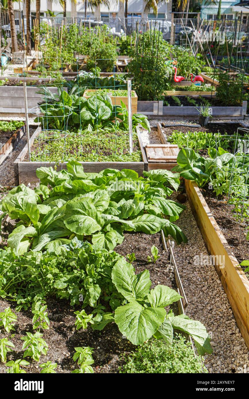 Miami Beach Florida,Victory Community Garden,parcelles,plantes,FL101203014 Banque D'Images