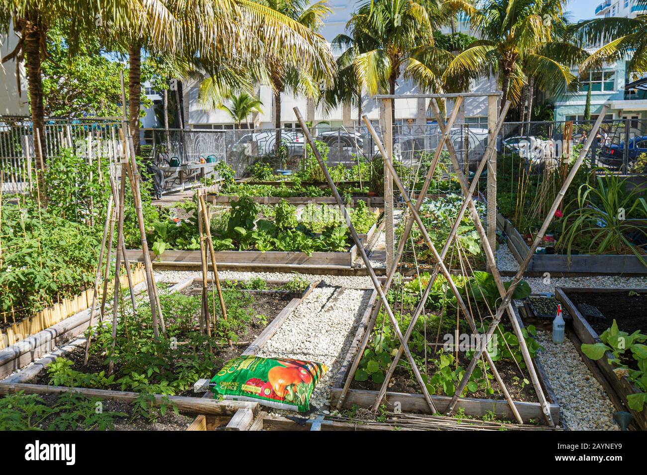 Miami Beach Florida, Victory Community Garden, parcelles, plantes, les visiteurs Voyage voyage touristique touristique repère culturel, culture, vacances Banque D'Images