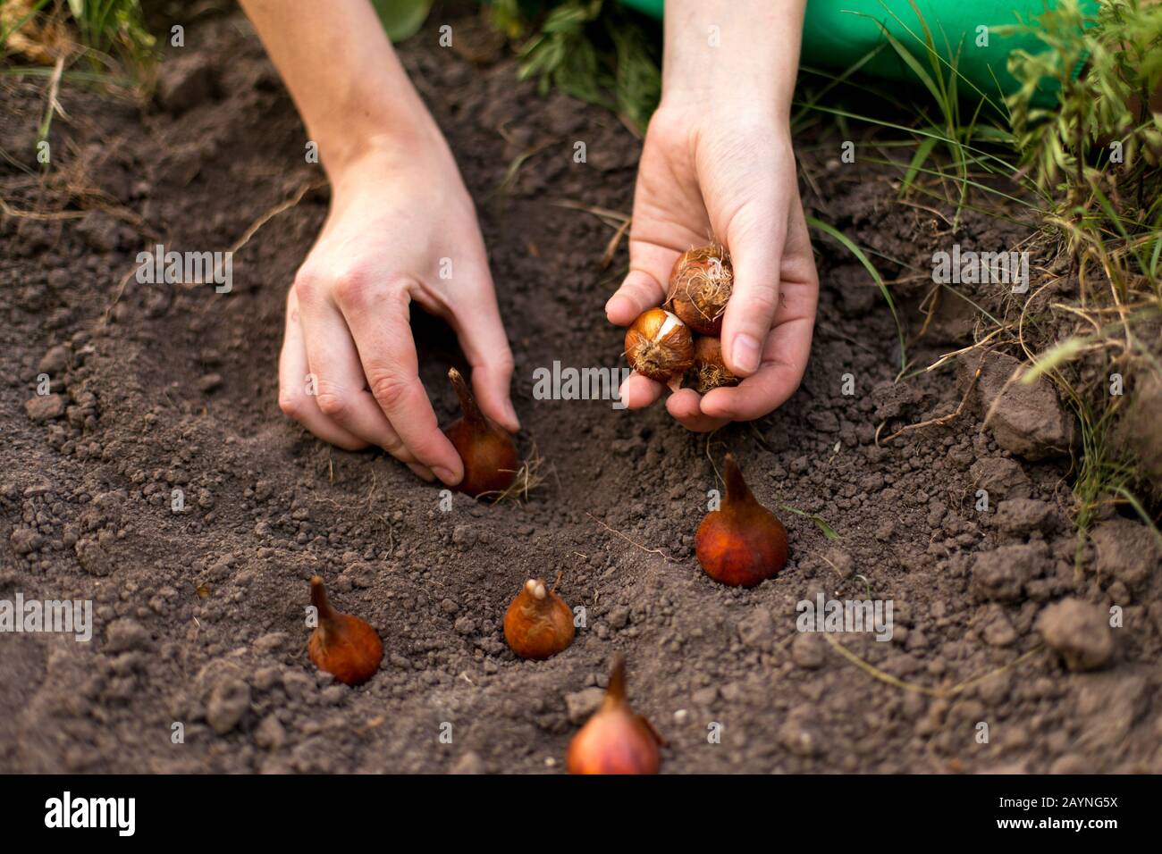 La plantation des bulbes à fleurs (Tulip) dans le jardin en automne Banque D'Images