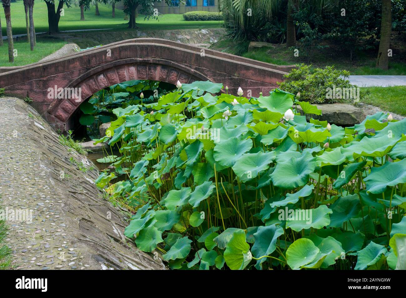 Des plantes de Lotus et un pont en pierre à Sanxingdui près de Chengdu, province du Sichuan en Chine. Banque D'Images