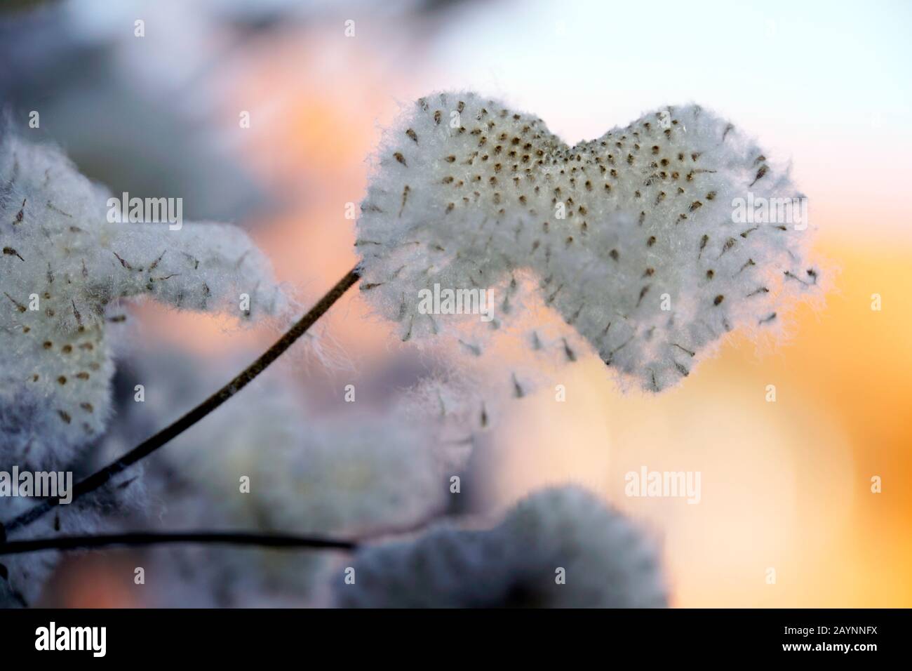 Samen der Herbst-Anemone (Anemone hupehensis) Banque D'Images