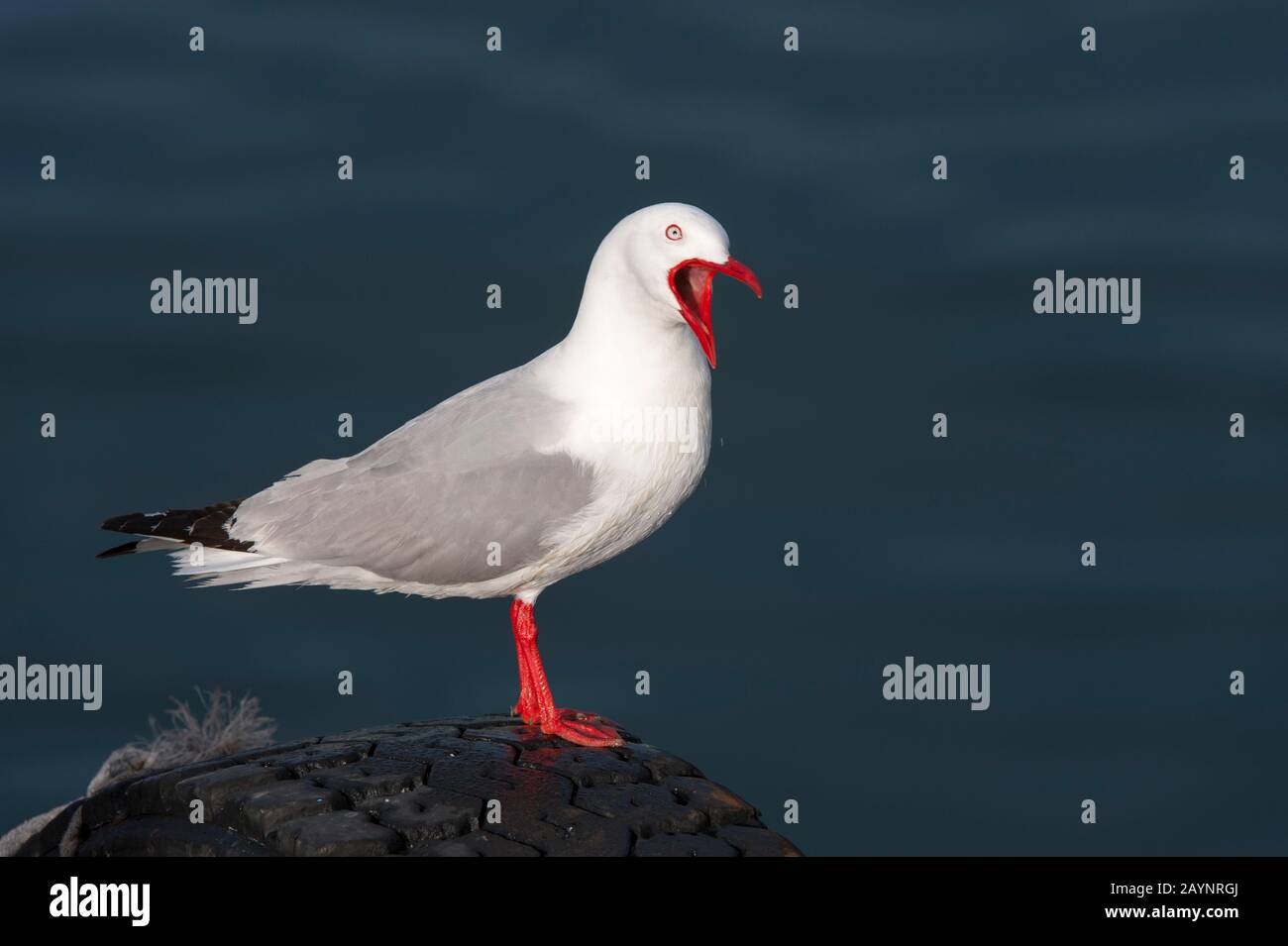 Un goéland à bec rouge (Chanicocephalus nosaehollandiae scopulinus), autrefois connu sous le nom de goéland de maquereau, est un indigène de la Nouvelle-Zélande (ici à Kaikoura), b Banque D'Images