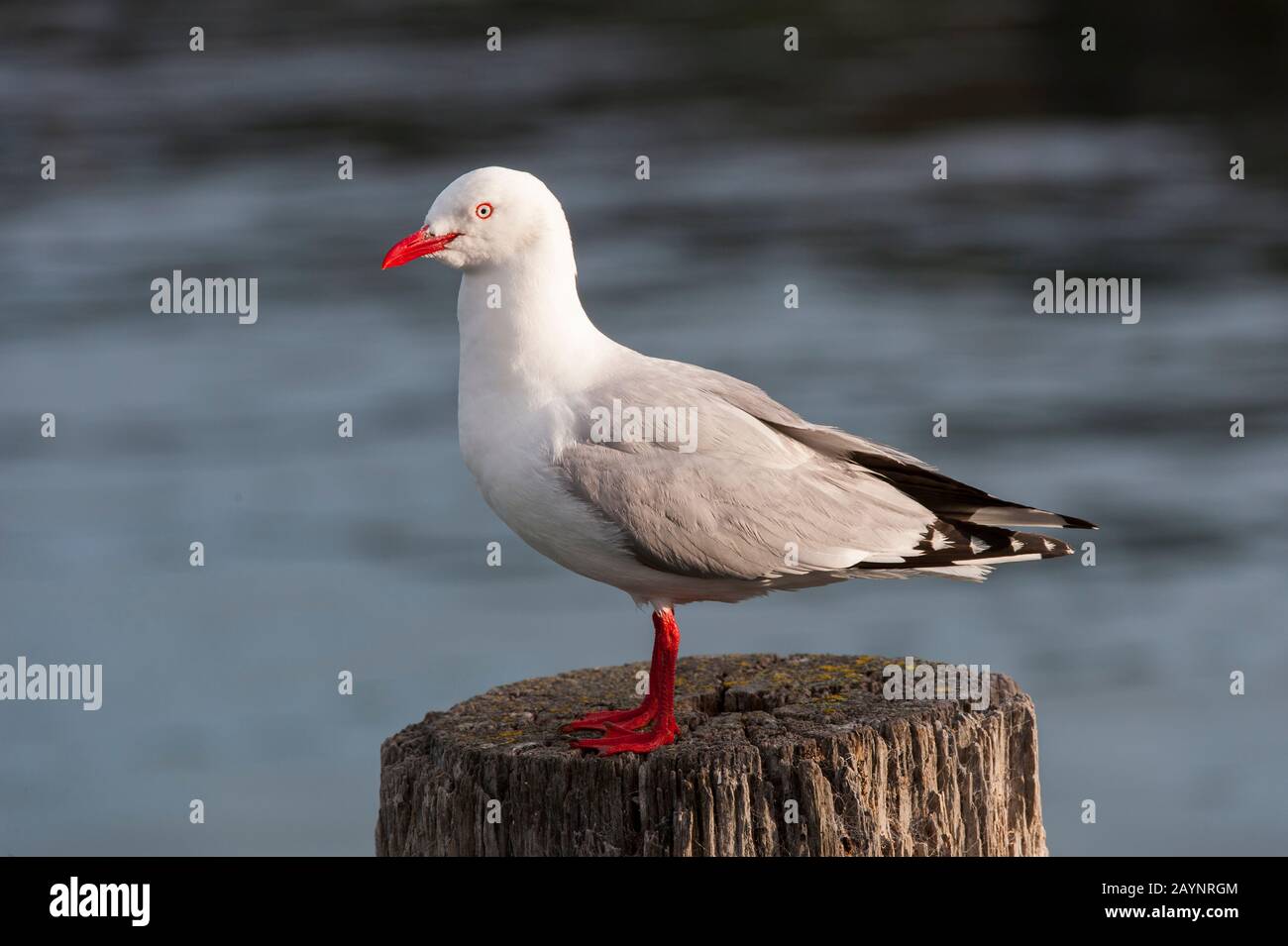 Un goéland à bec rouge (Chanicocephalus nosaehollandiae scopulinus), autrefois connu sous le nom de goéland de maquereau, est un indigène de la Nouvelle-Zélande (ici à Kaikoura), b Banque D'Images