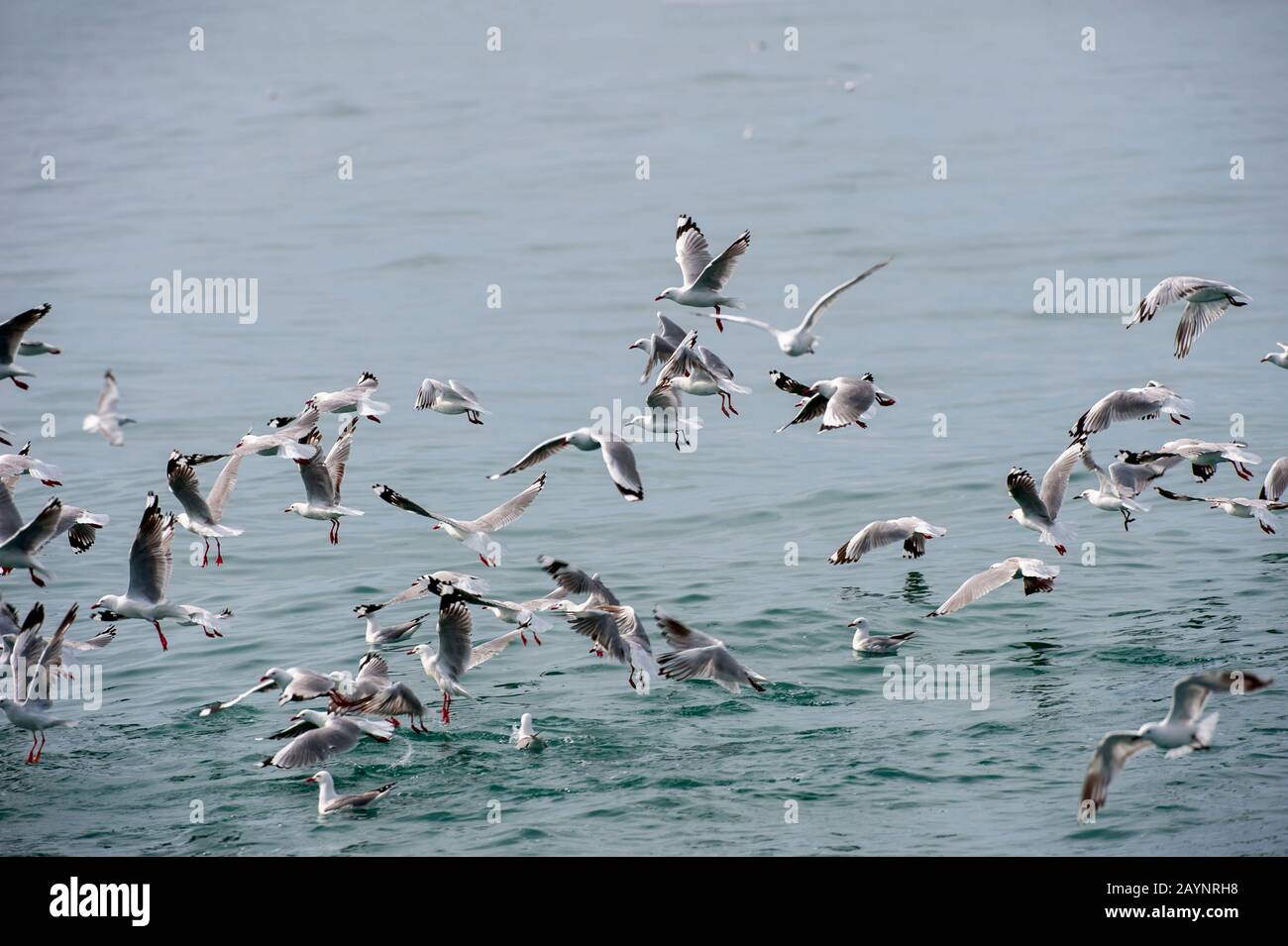 Les goélands à bec rouge (Chanicocephalus novaehollandiae scopulinus), autrefois aussi connu sous le nom de goéland de maquereau, sont un natif de la Nouvelle-Zélande (ici survolant le Banque D'Images