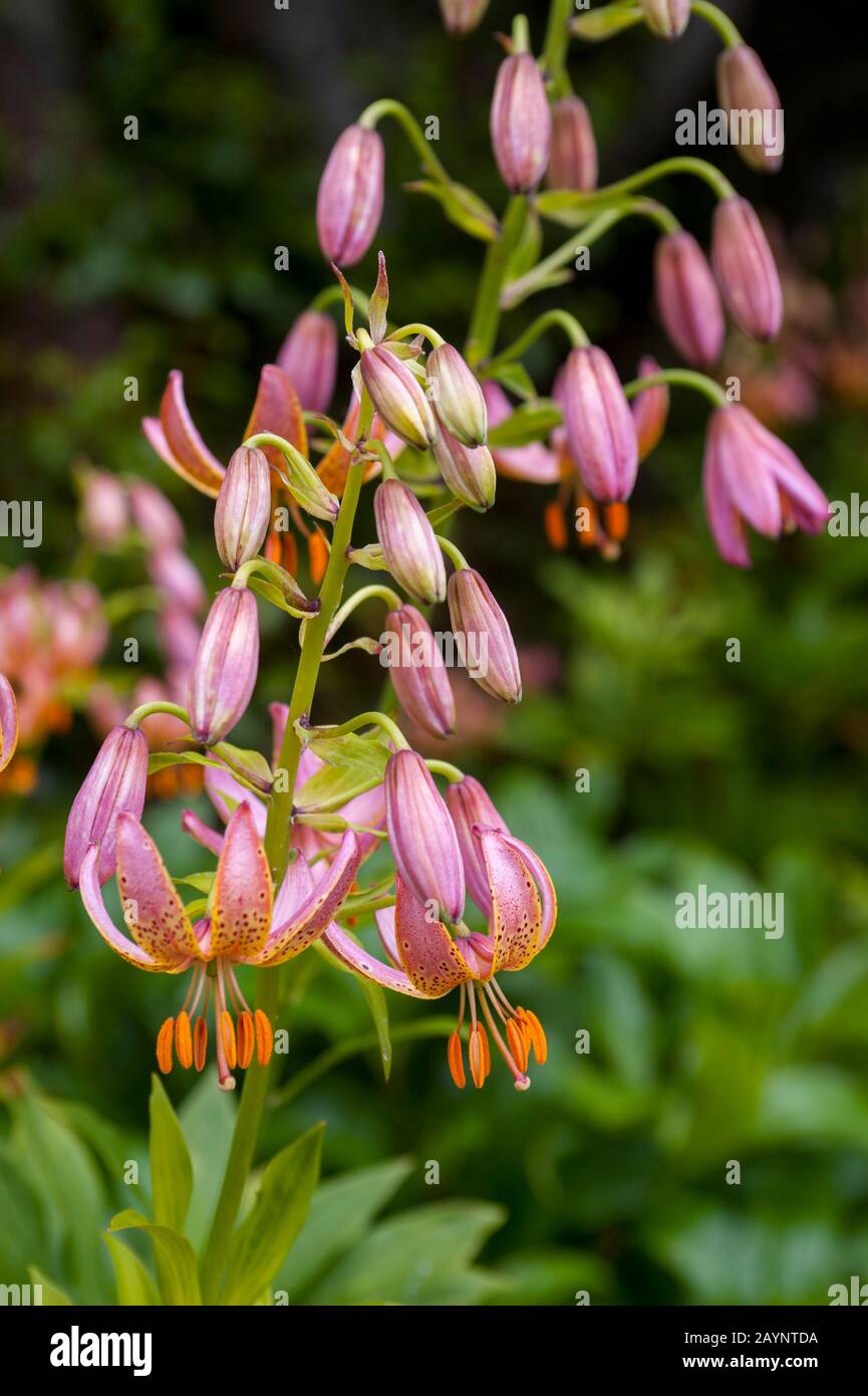 Lily fleurit dans le jardin du château de Larnach près de Dunedin sur l'île du Sud en Nouvelle-Zélande. Banque D'Images