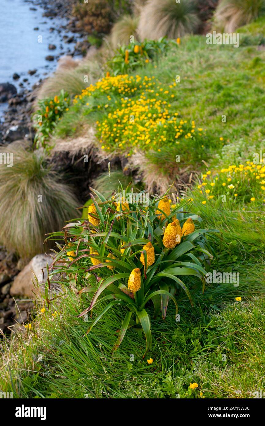 Fleurs de Bulbinella rossii jaunes, communément appelées nénuphars de Ross (mégaherb sous-antarctique), sur l'île Campbell, une île sous-antarctique dans le Campbell Banque D'Images