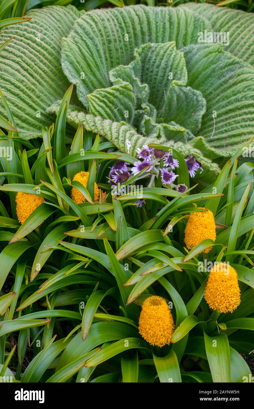 Gros plan des mégaherbes, y compris des fleurs jaunes de Bulbinella rossii, communément appelées nénuphars de Ross (mégaherbe subataire), sur l'île Campbell, un sous-A Banque D'Images