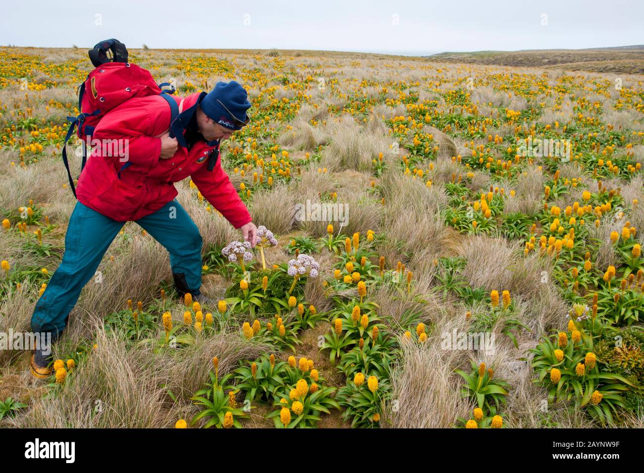 Conférencier Ian Cooke expliquant les mégaherbes susantarctiques roses Anisotome latifolia (Campbell Island Carrot) et les fleurs jaunes Bulbinella rossii, commo Banque D'Images