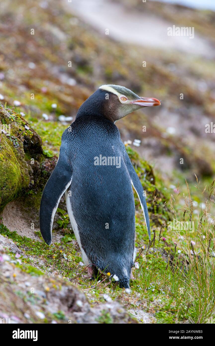 Un pingouin à œil jaune (Megadyptes antipodes) sur une pente de l'île Enderby, une île sous-antarctique du groupe de l'île d'Auckland, Nouvelle-Zélande. Banque D'Images