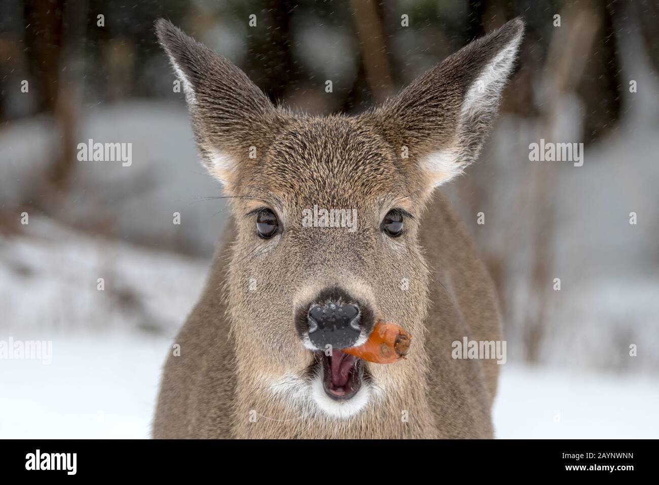 Un seul cerf de Virginie mâchant une carotte. Vue détaillée de son visage. Il neige, cela peut être vu au-dessus d'elle. L'accent est mis sur ses yeux. Banque D'Images