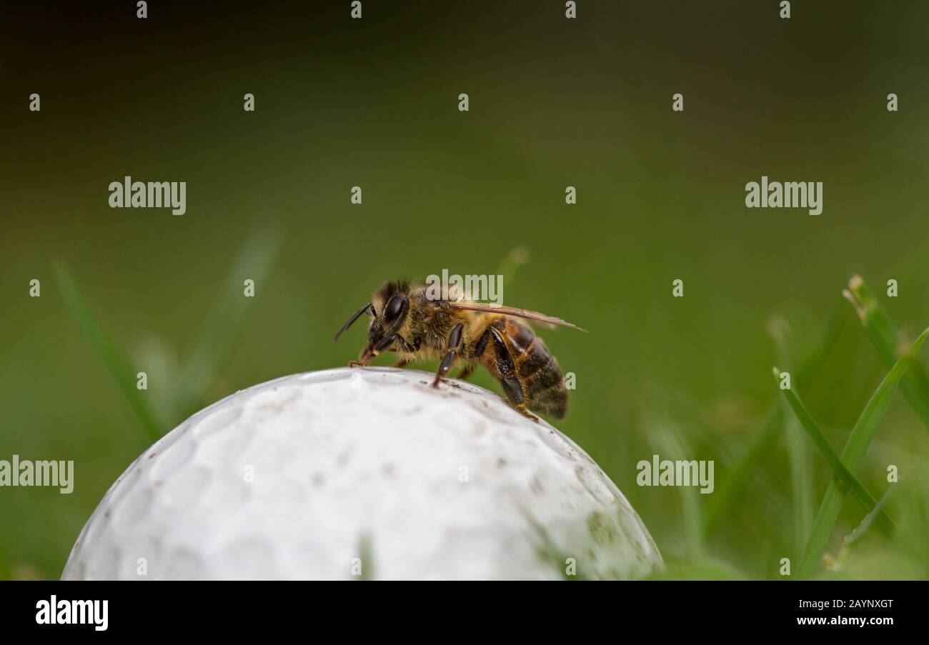 Western Honeybee (Api mellifera) sur une balle de golf Banque D'Images