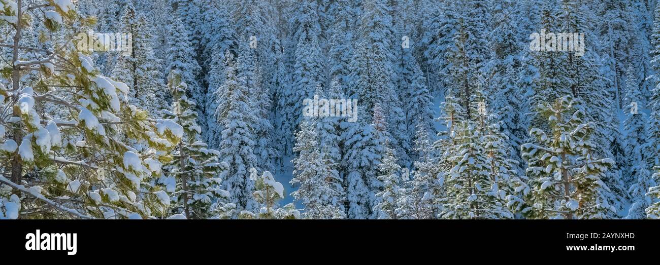pins arbres sous beaucoup de neige, jour ensoleillé après la tempête de neige Banque D'Images