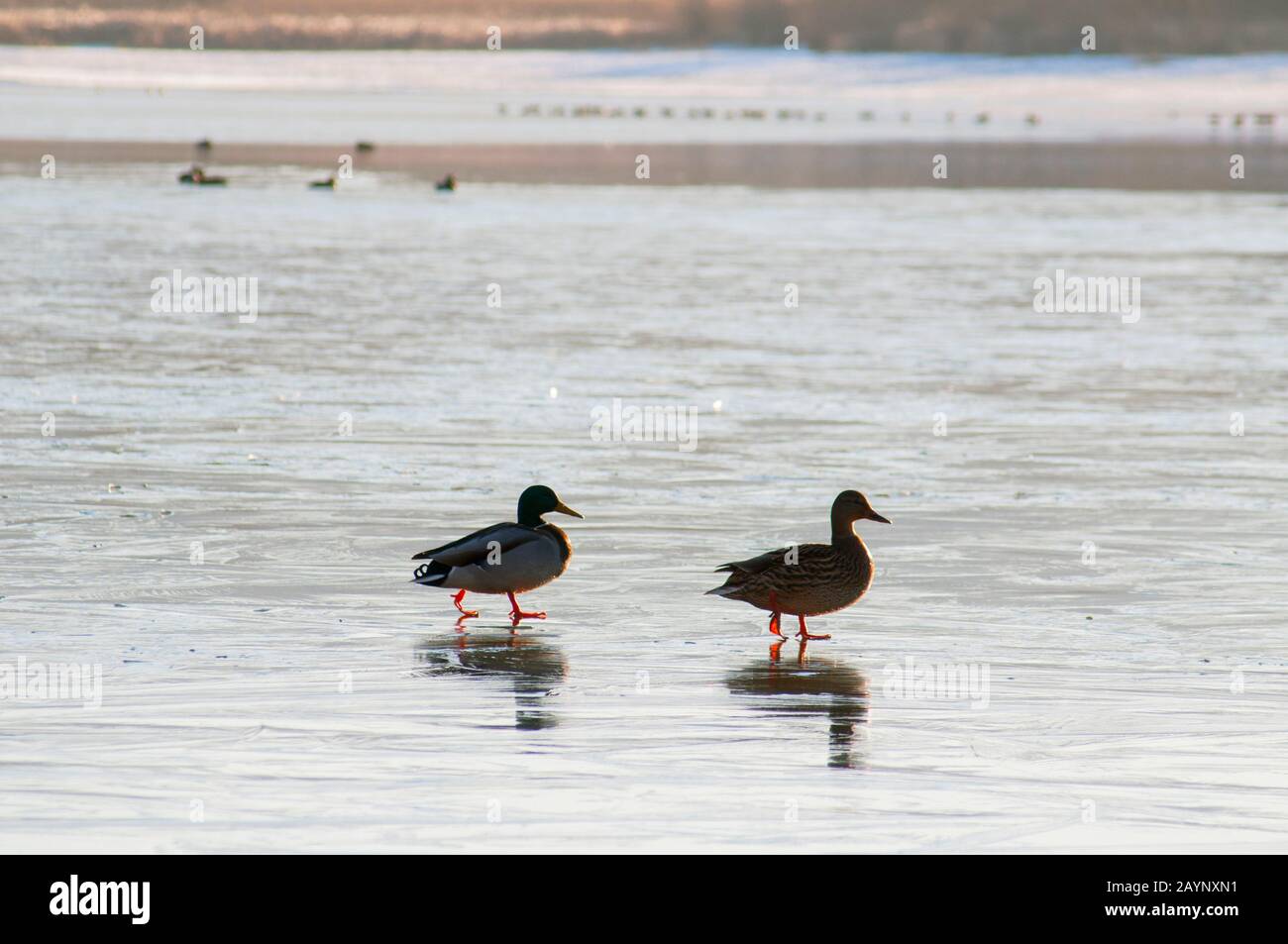 canards sauvages en hiver sur une glace de bonne journée Banque D'Images