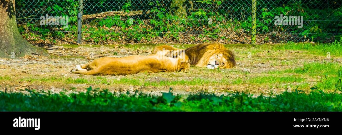 Lion masculin et féminin dormant ensemble, espèce animale vulnérable d'Afrique Banque D'Images