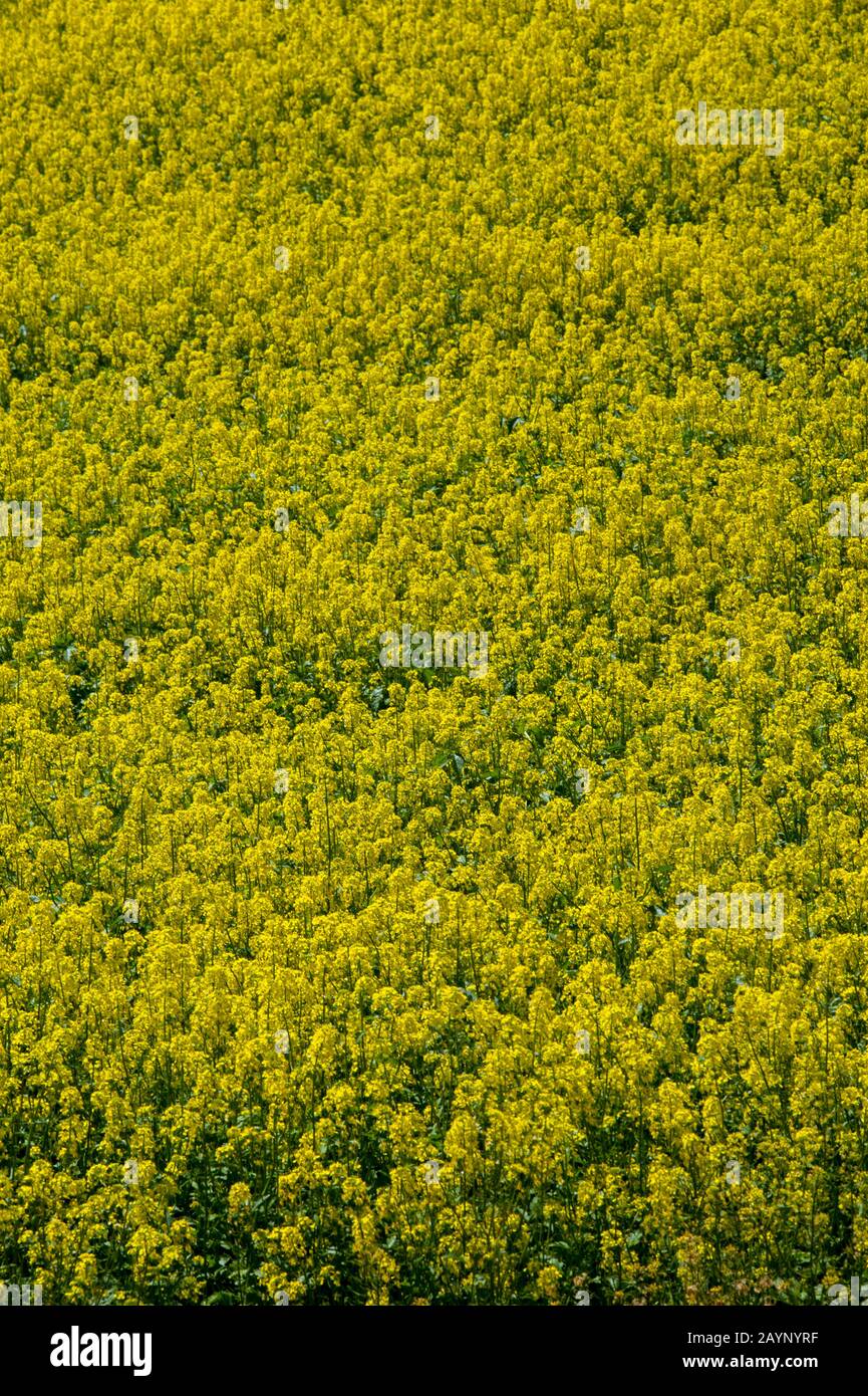 Détail du champ de moutarde dans la Palouse près de Colfax, État de Washington, États-Unis. Banque D'Images