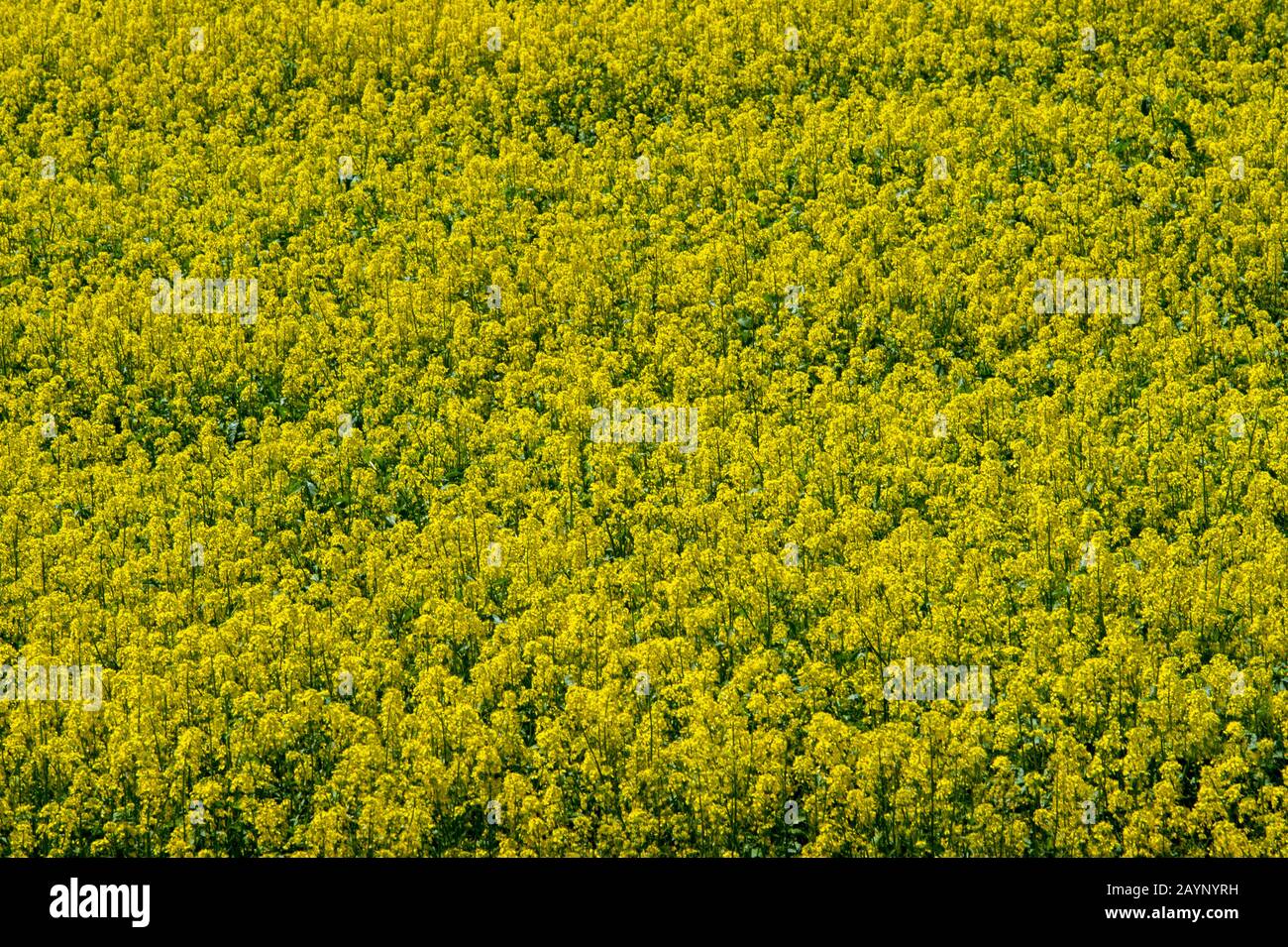 Détail du champ de moutarde dans la Palouse près de Colfax, État de Washington, États-Unis. Banque D'Images