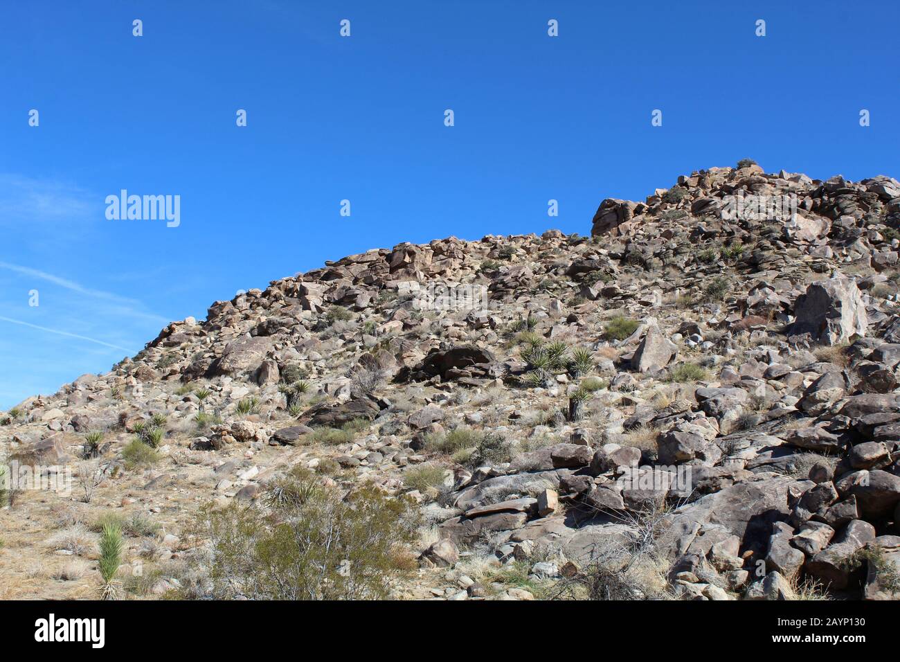 Les collines dans le désert de Mojave du sud créent des différences dans la composition géographique, la biodiversité reproductrice pour les communautés végétales indigènes dans le PN de Joshua Tree. Banque D'Images