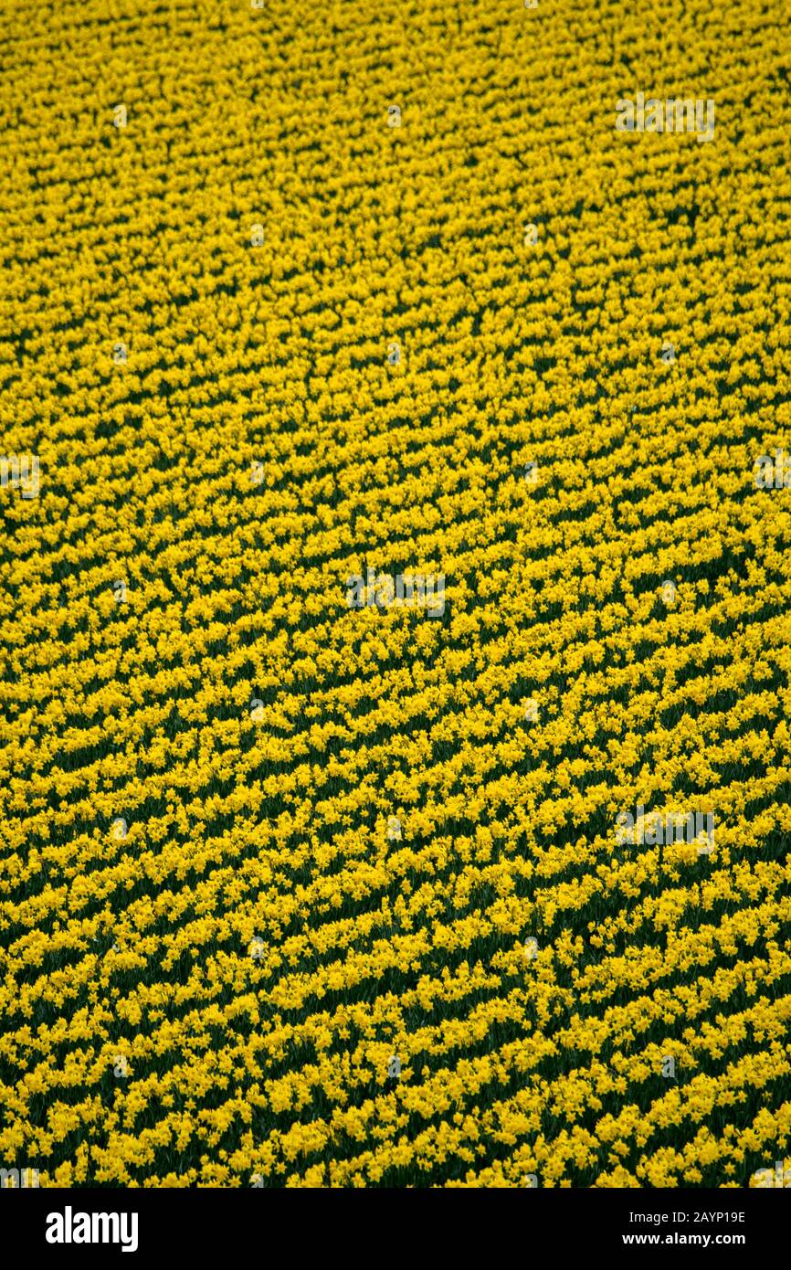 Vue détaillée d'un champ de jonquille au printemps dans la vallée de Skagit près de Mount Vernon, État de Washington, États-Unis. Banque D'Images