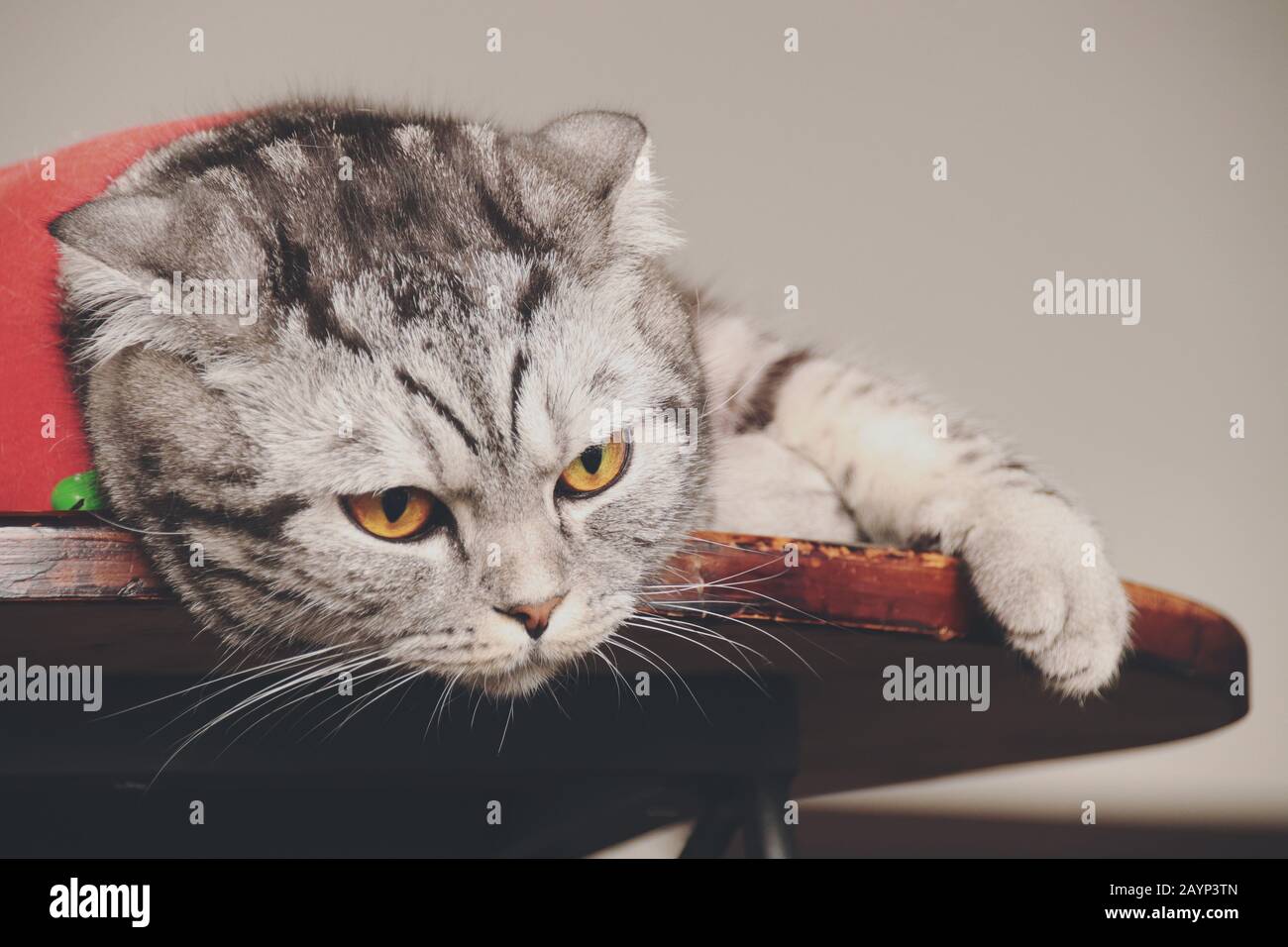 Un chat écossais ennuyé se replie sur une table montrant le concept de la lutte et de faire face à la quarantaine à domicile pendant l'épidémie de pandémie de covid-19 Banque D'Images