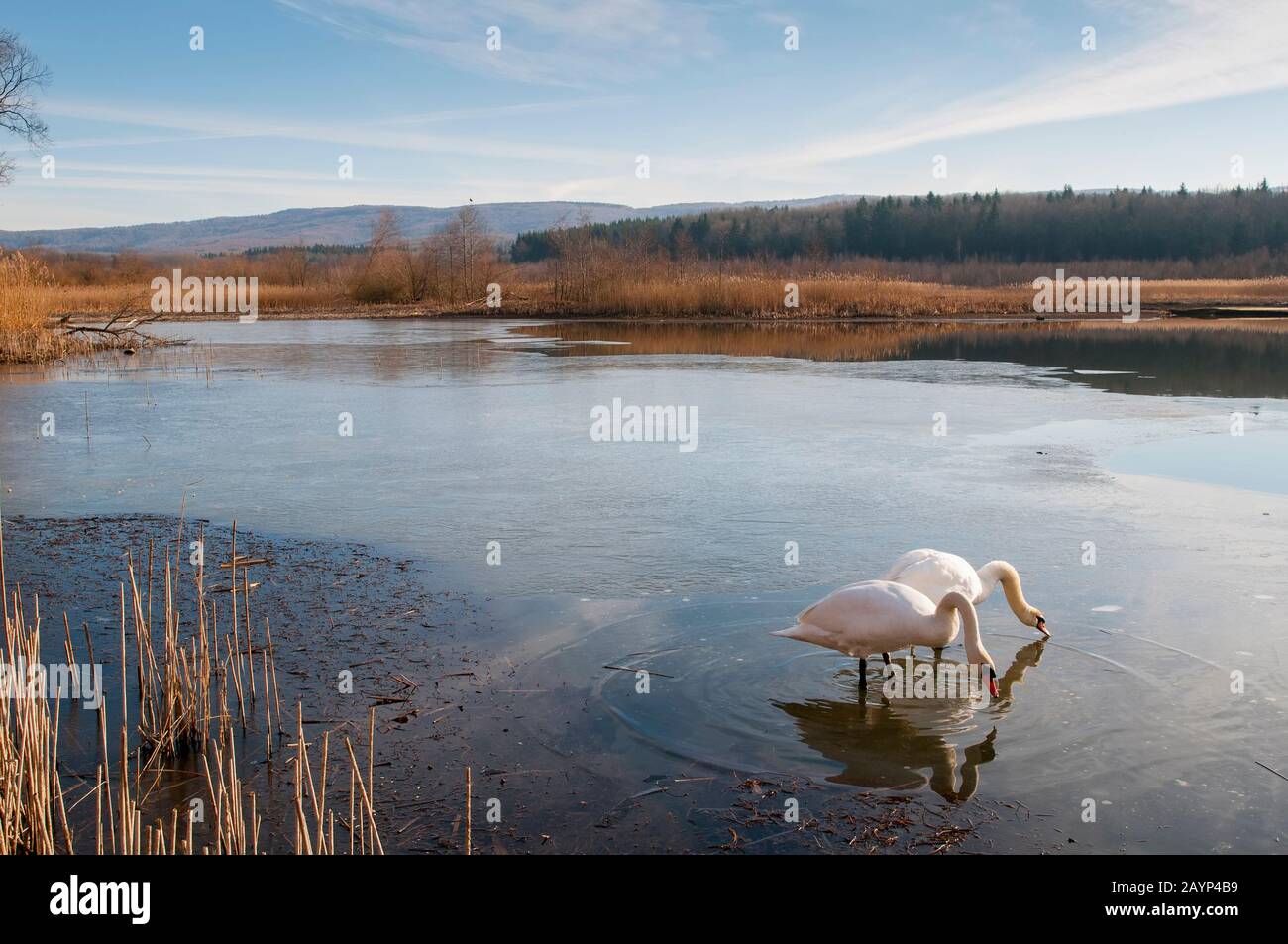des cygnes blancs sur un lac d'automne, une journée ensoleillée Banque D'Images