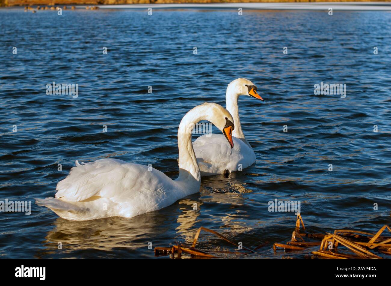 des cygnes blancs sur un lac d'automne, une journée ensoleillée Banque D'Images