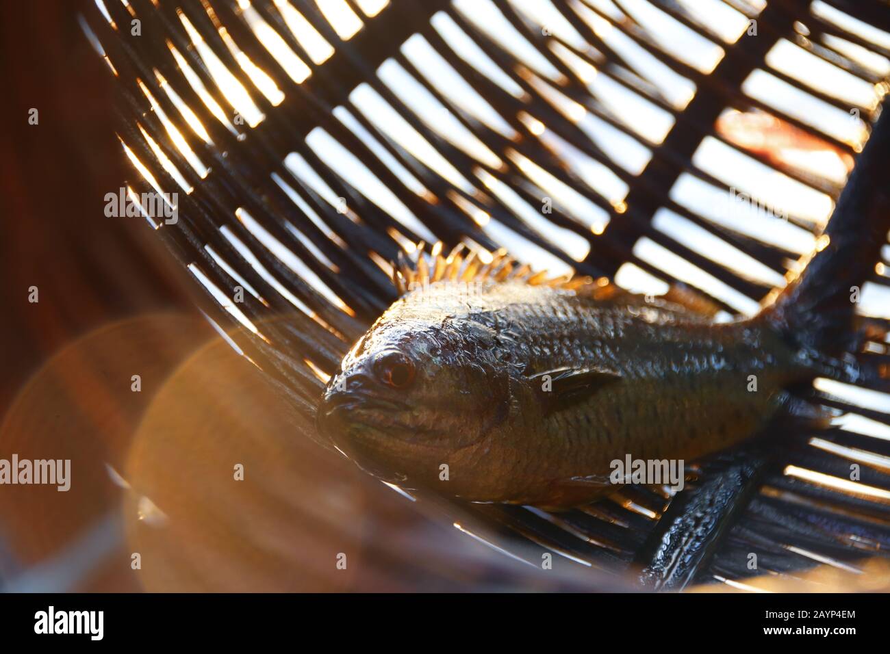 Gros plan d'un poisson pris à l'intérieur d'une crêpe traditionnelle de pêche dans le village flottant du lac Tonle SAP à Siem Reap, Cambodge Banque D'Images