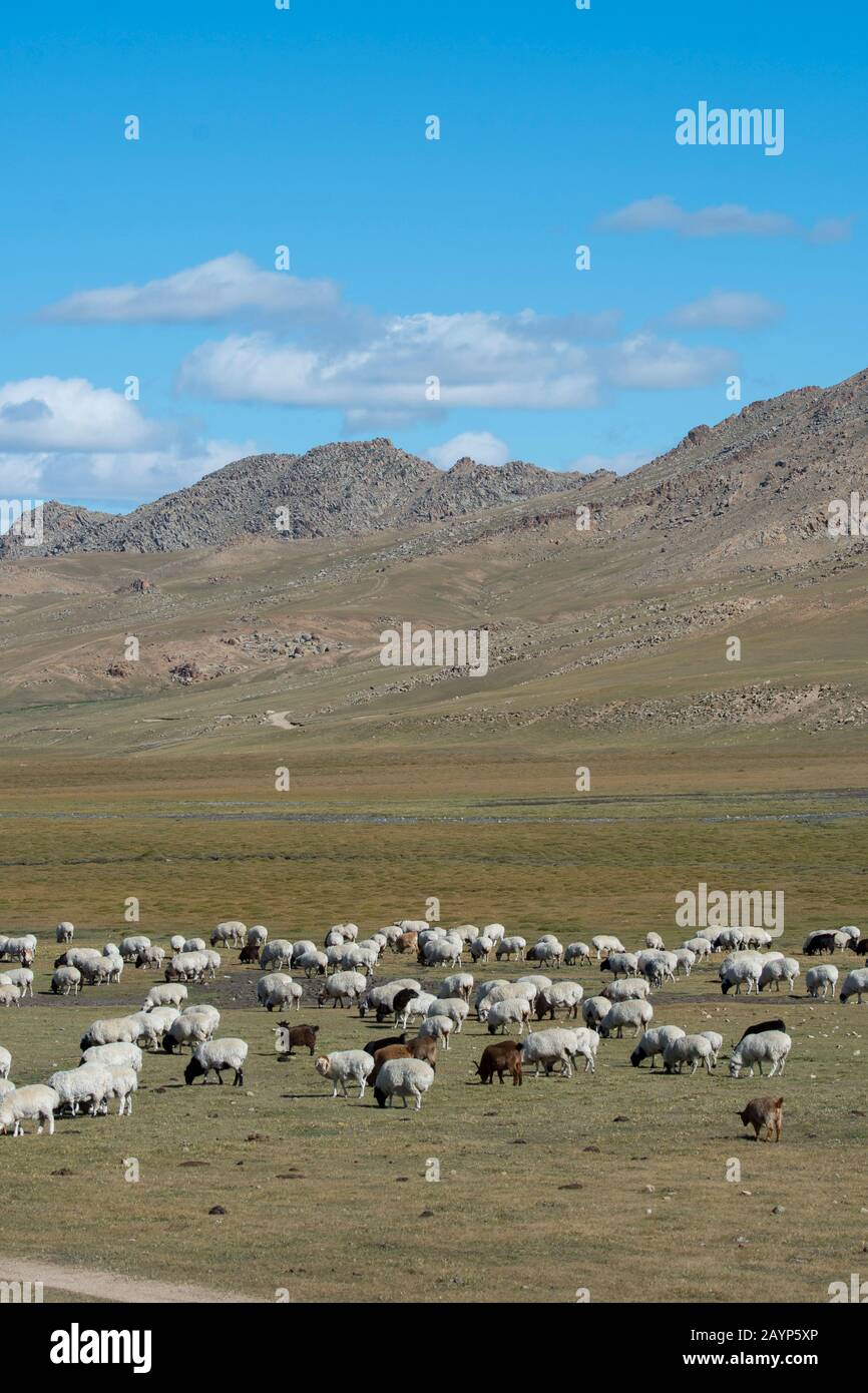 Un troupeau de chèvres et de moutons paît sur les prairies au sud de Kharakhorum (Karakorum), en Mongolie. Banque D'Images