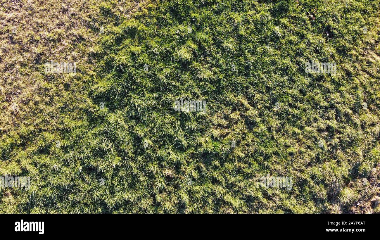 Vue aérienne sur l'herbe verte dans les champs sauvages, Savoie, France Banque D'Images