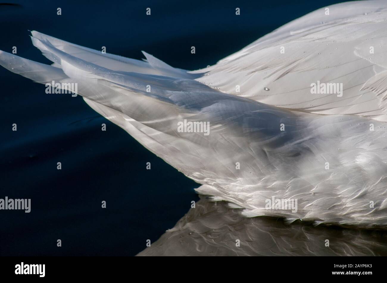 Les plumes blanches à effet de plume d'un cygne muet se rapprochent Banque D'Images