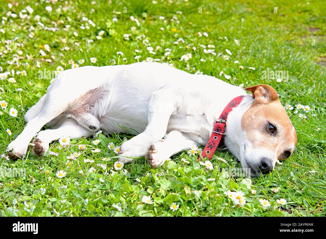 Magnifique chien de terrier Jack russel sur la prairie de fleurs Banque D'Images