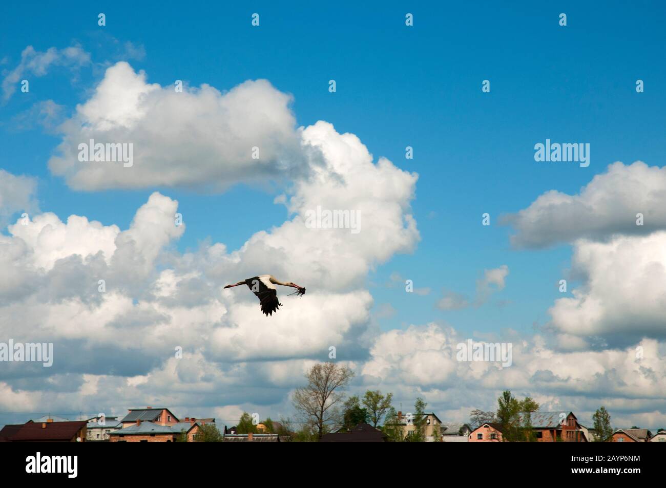 de beaux oiseaux de cigognes dans le nid au printemps, une journée claire Banque D'Images